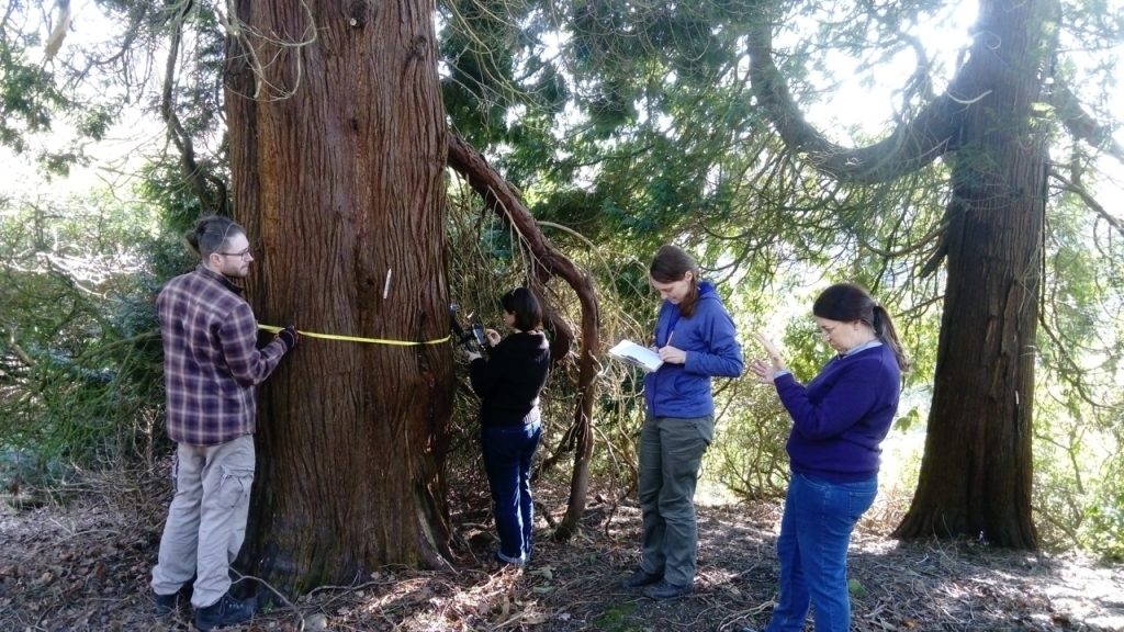 Surveying a tree