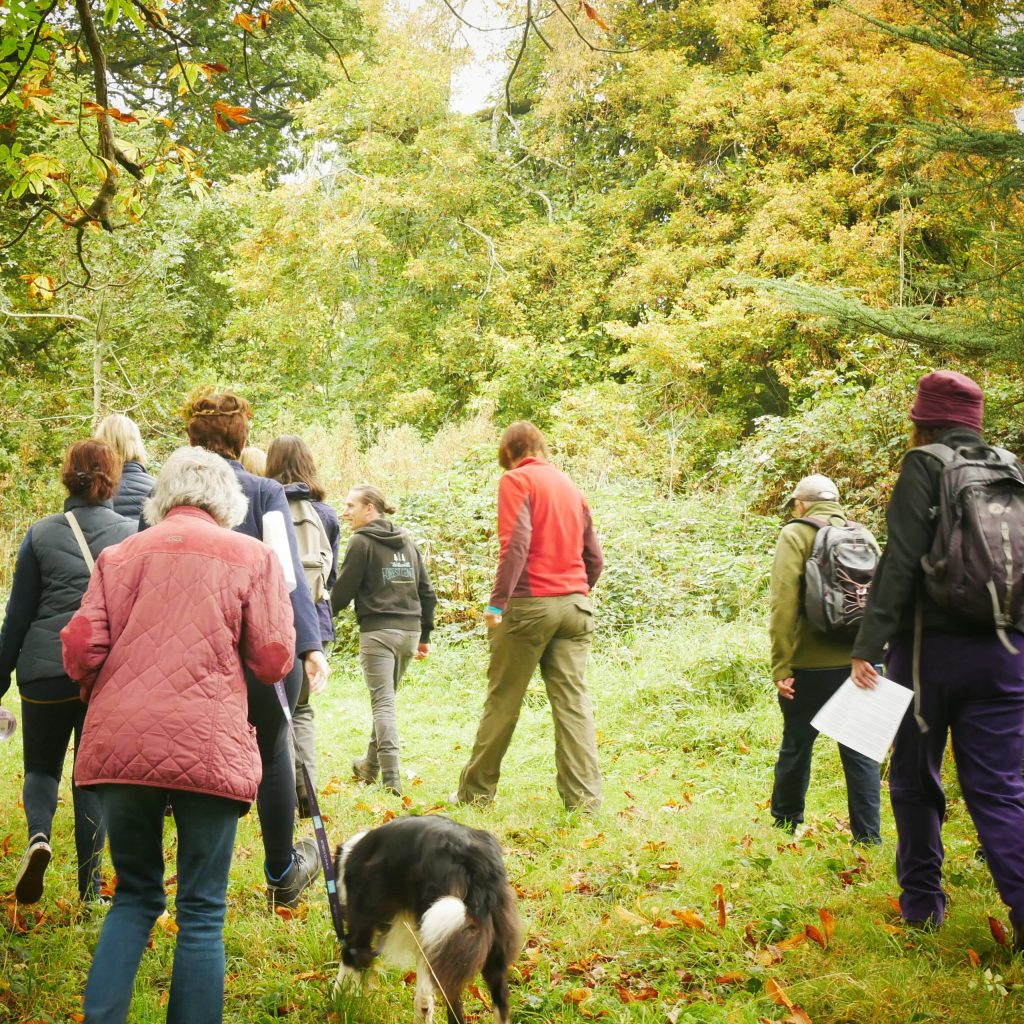Autumn Walk