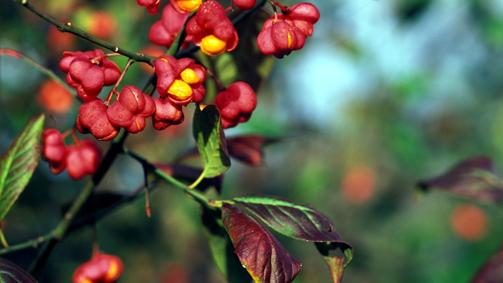 Spindle Fruit in Autumn