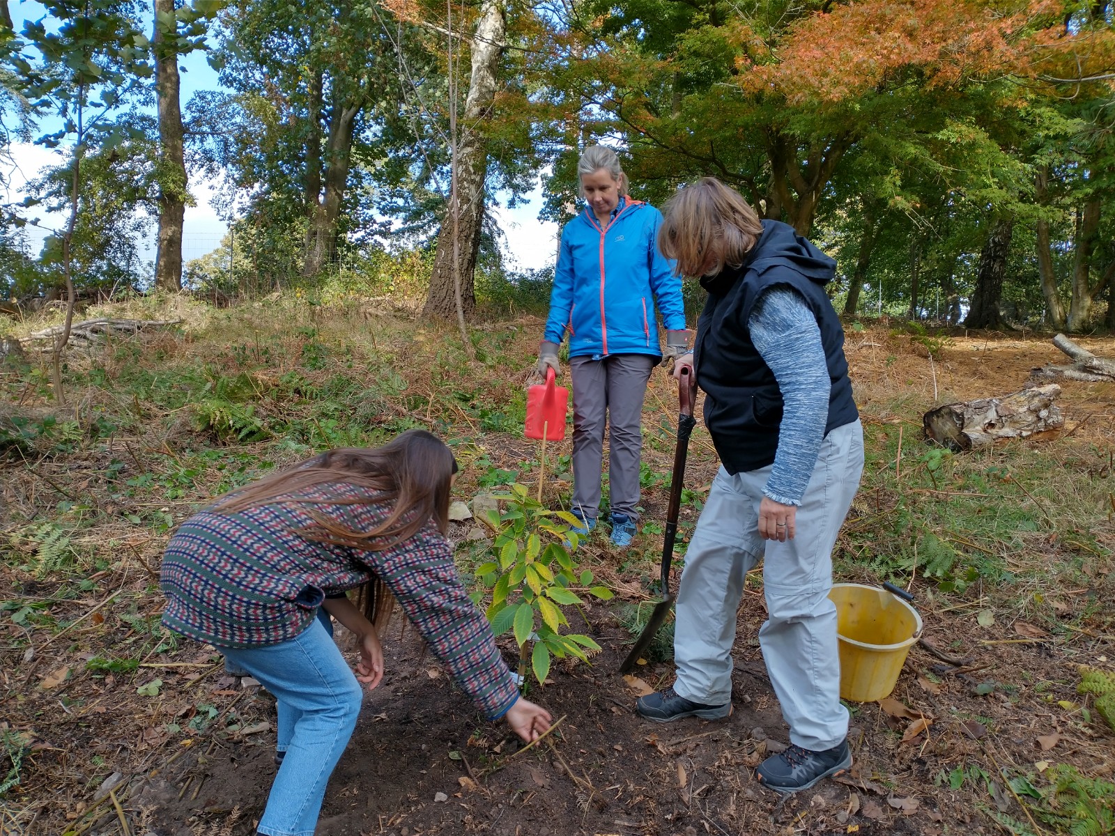 Sponsor a tree! - Tortworth Arboretum